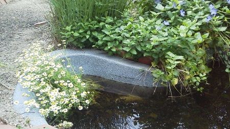 タンポポ