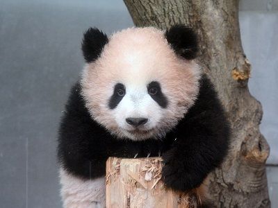 シャンシャン1