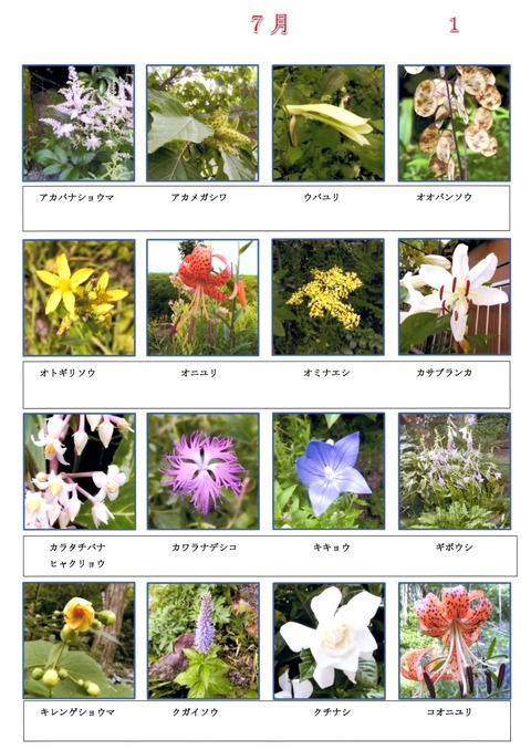 山野草のエキ 花図鑑 7月 : 山野草の解説
