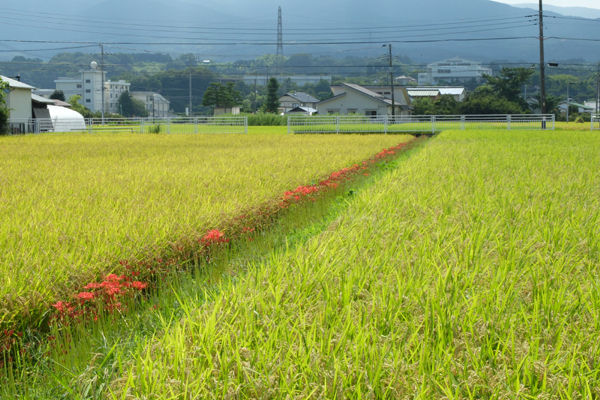 DSCF8503