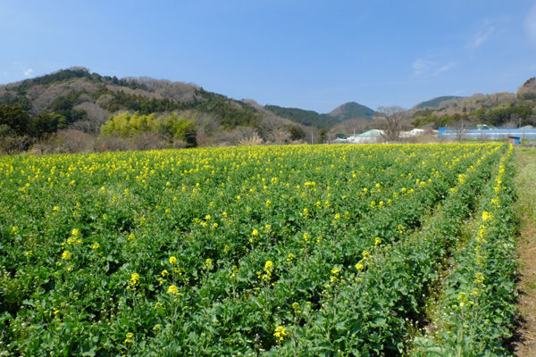DSCF0417