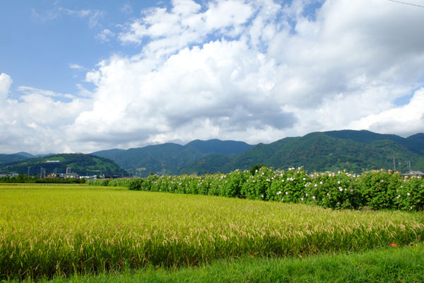 DSCF8533