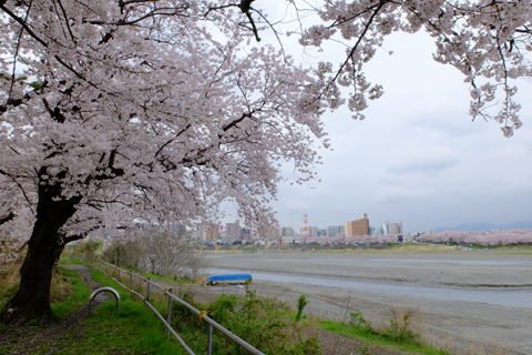 4 2 海老名 河畔公園 桜 開花状況 満開 花ぽたカメラ