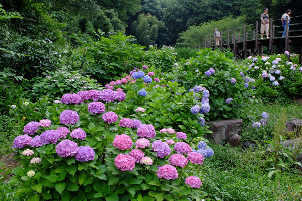 DSCF5530