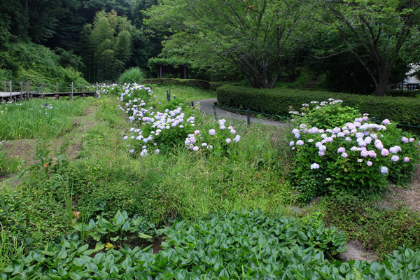 DSCF5518