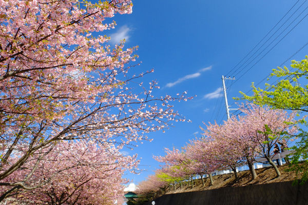 桜 まつり 海岸 三浦