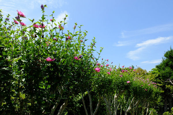 DSCF7901