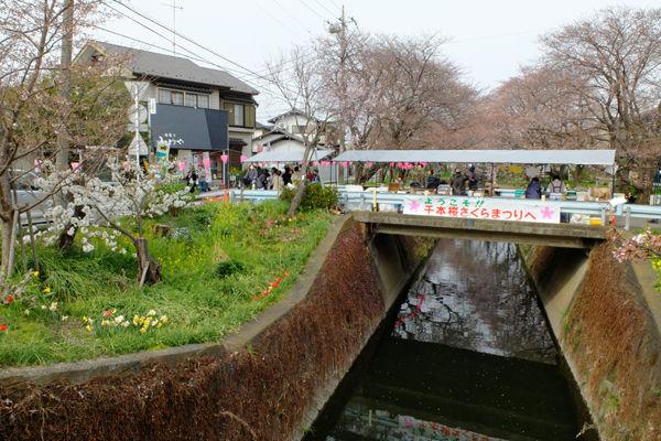 3 30 大和 引地川千本桜 桜 開花状況 ２ ３分咲き 花ぽたカメラ