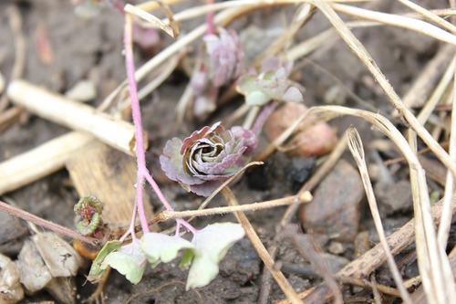 March25_aquilegia