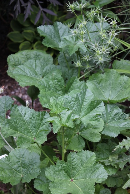 July1_malva2