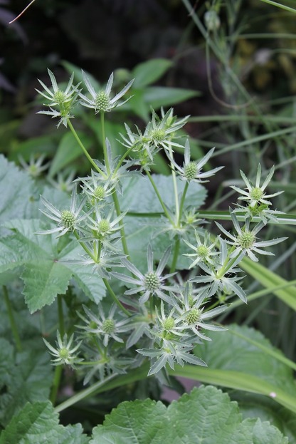 July1_eryngium