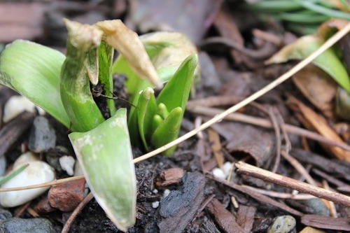 March25_hyacinth