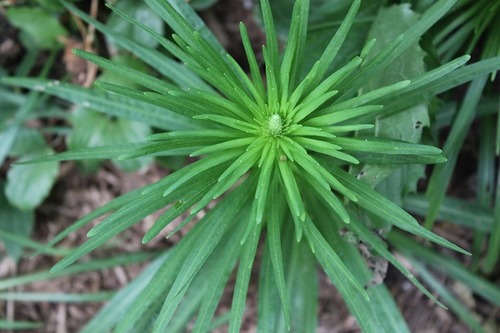 July1_liatris
