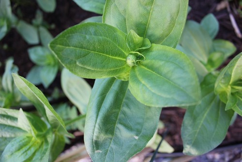 July1_zinnia