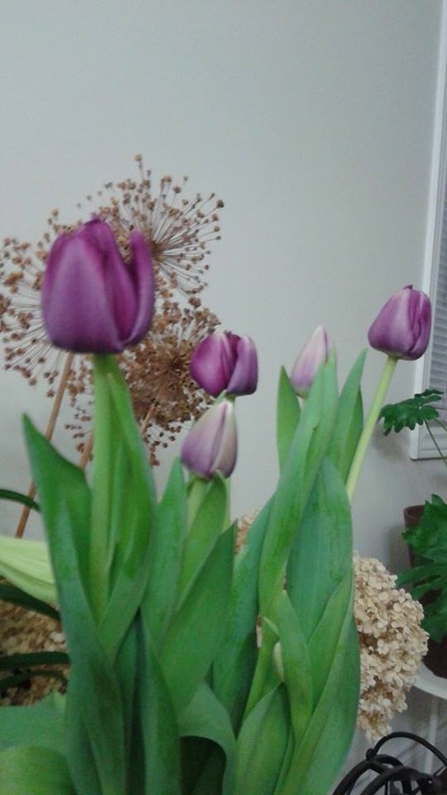 tulips1