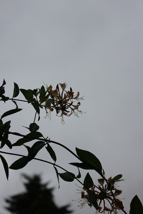 July27_ (11)