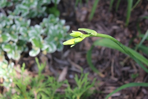 July1_hemerocalis