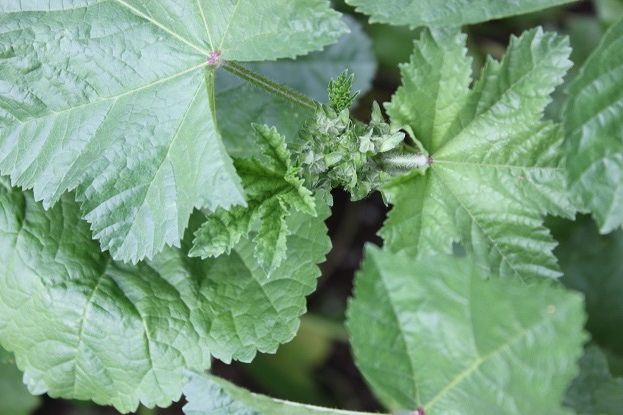 July1_malva1