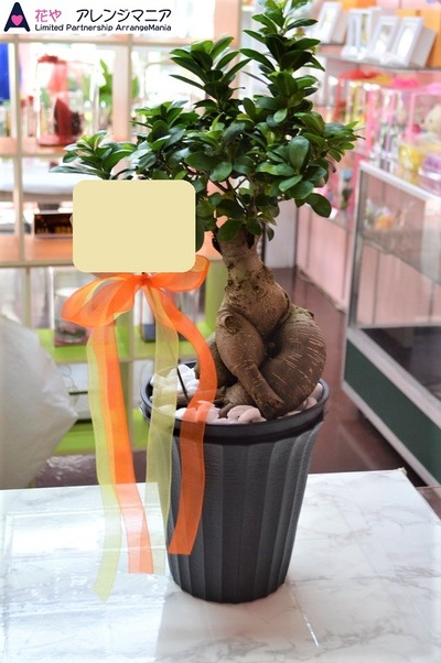 沖縄ガジュマル観葉植物