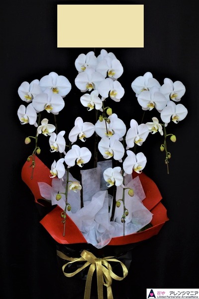 胡蝶蘭沖縄の花屋