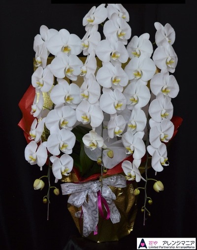 胡蝶蘭沖縄