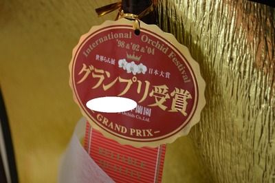 沖縄胡蝶蘭