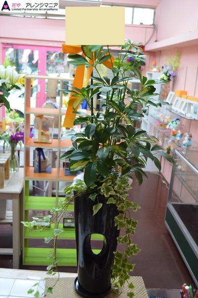 沖縄 花屋 開店祝いの観葉植物