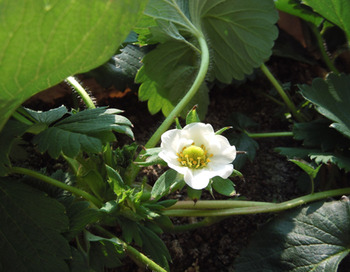 20101108itigo003