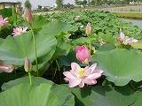0b880e61.jpg
