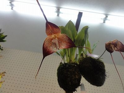 DSC08208