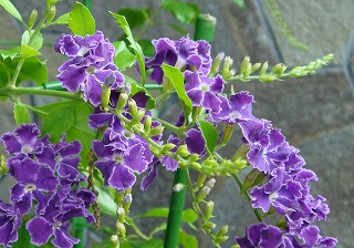 cc5965d0.jpg