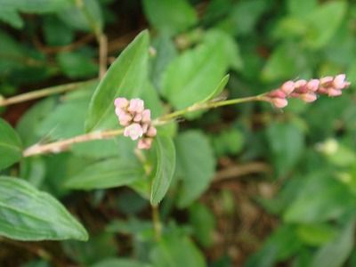 DSC00178
