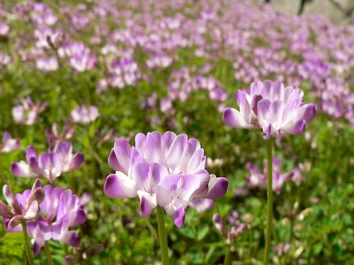 ゲンゲ 紫雲英 花花 花よ花