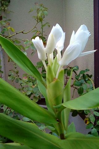 く