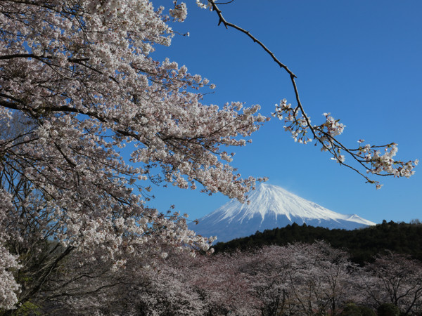 4 4 岩本山公園の桜と富士山 花散歩