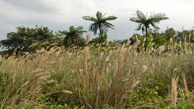 CIMG1351