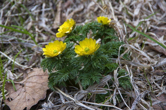 20150329-IMGP5265