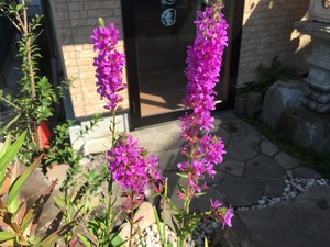 IMG_3339
