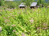 DSCN3362