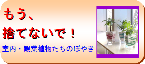 ¥Þ¥¤¥×¥é¥ó¥È¥¥ã¥Ã¥Á¥Õ¥ì¡¼¥º