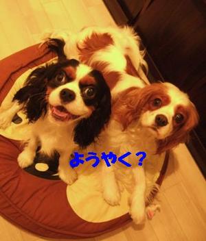 DSCF4487