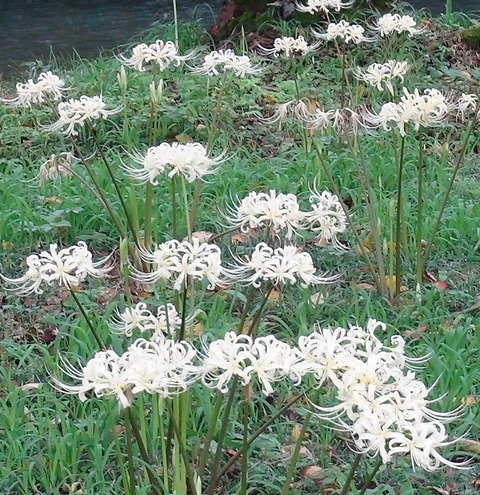曼珠沙華