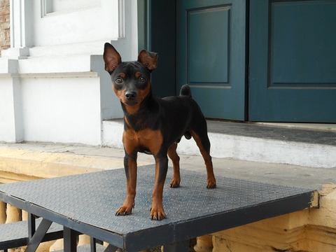 ハノイの犬と猫の写真集2（ハノイの流行はミニチュア・ピンシャー？編 