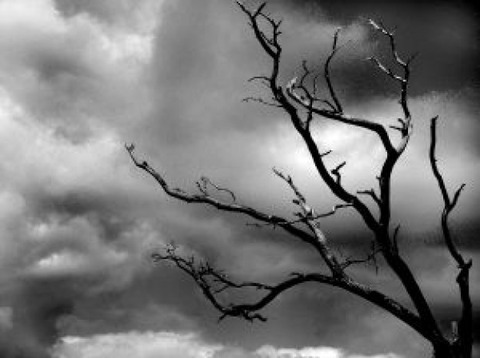 storm-tree_2357980