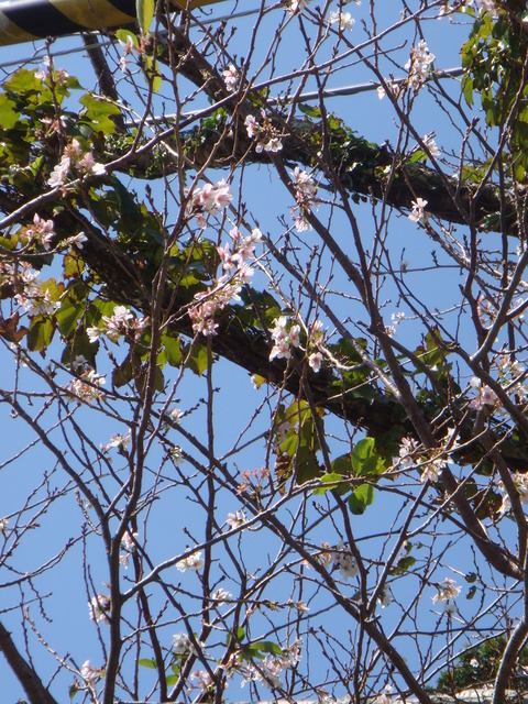 DSC01077