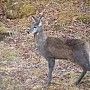 新種のシカ