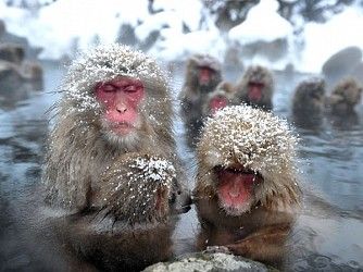 サルの湯