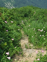 DSCF4556