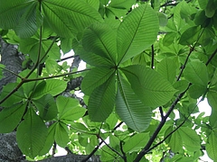 DSCF3916
