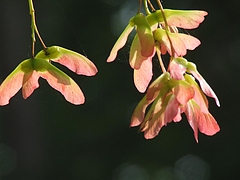 DSCF4388